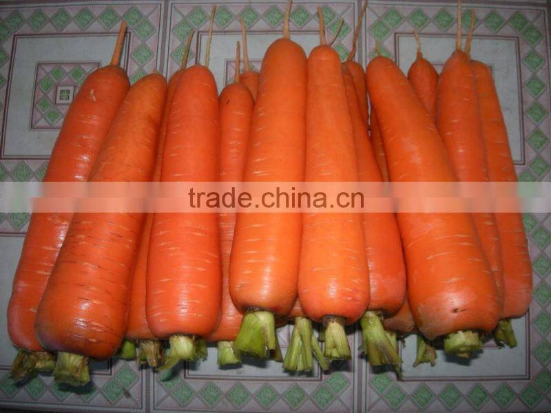 fresh carrot