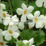 Bacopa Monniera Extract