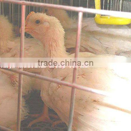 TAIYU-105 battery breeding cage