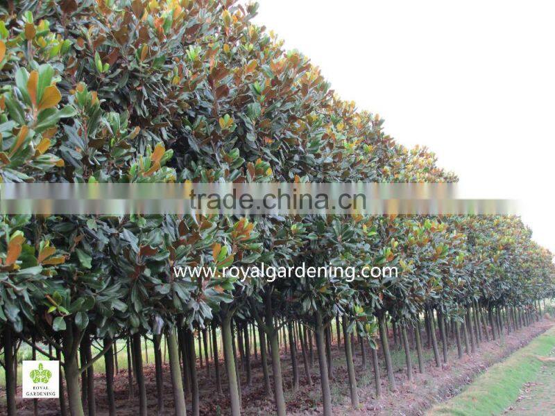 Magnolia grandiflora cold hardy landscaping trees