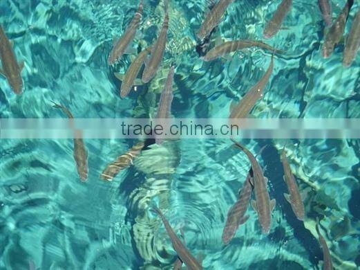 PVA mesh for fishing