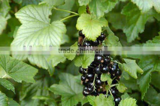 Natural GMP hot sale Blackcurrant Extract Powder