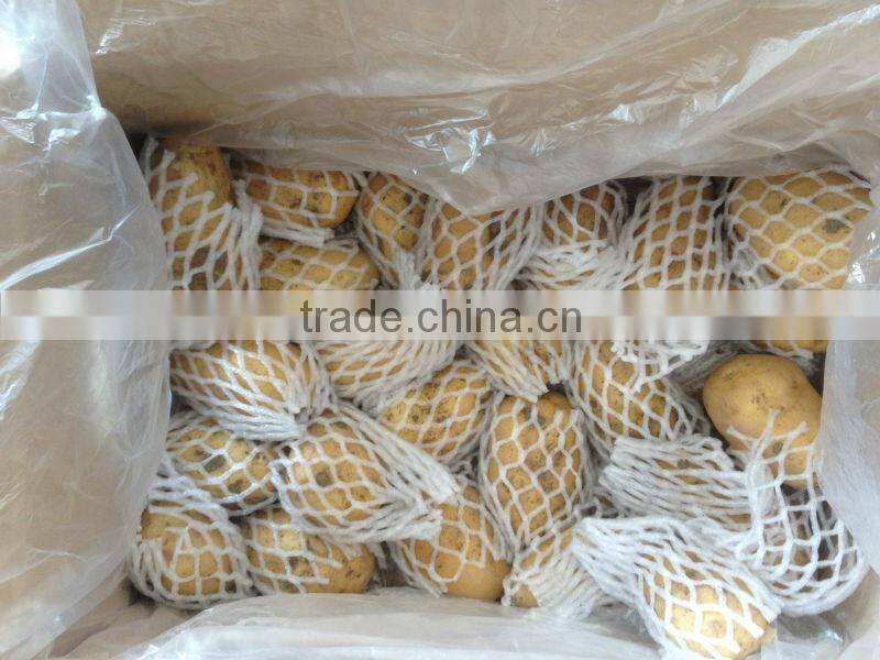 Fresh Holland Potato Bulk on Hot Selling
