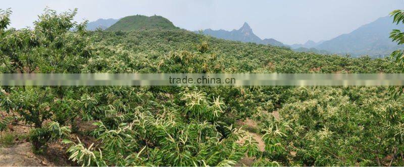 Nuts edible and dried fruits packing