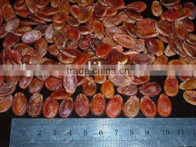 Red Watermelon Seed:2013 crop