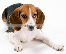 Factory Direct Wholesale Wooden Pet Product for Dog