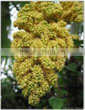 Better Surpcritical fluid extraction equipment