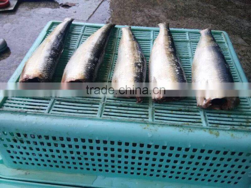 frozen Sardine HGT with competitive price China origin