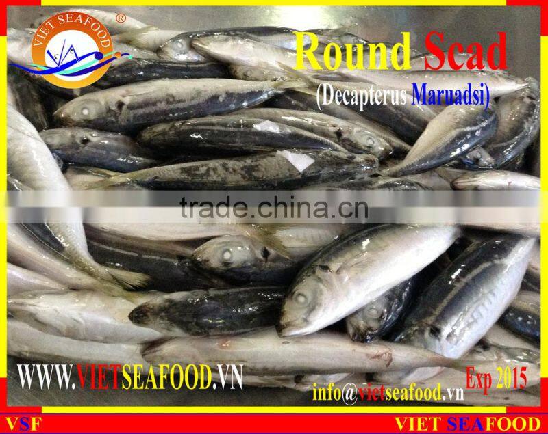 FROZEN MARUADSI (ROUND SCAD)