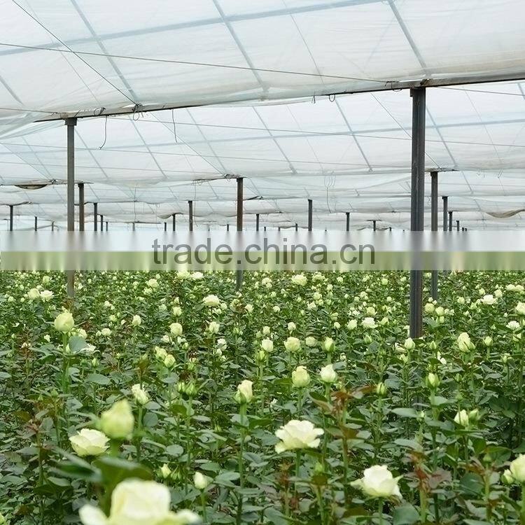 Fresh cut Best-Selling colorful violet flower