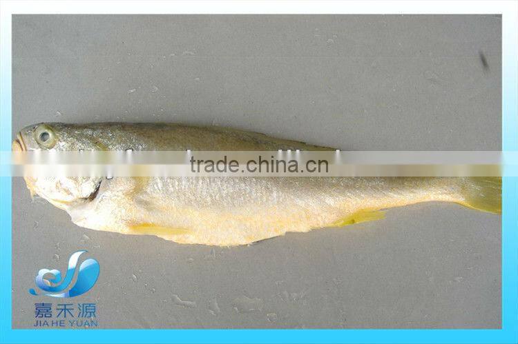 FROZEN SMALL YELLOW CROAKER /BABY YELLOW CROAKER