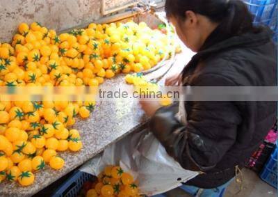 Hot Selling High Quality Colorful Pig Head Splat Ball