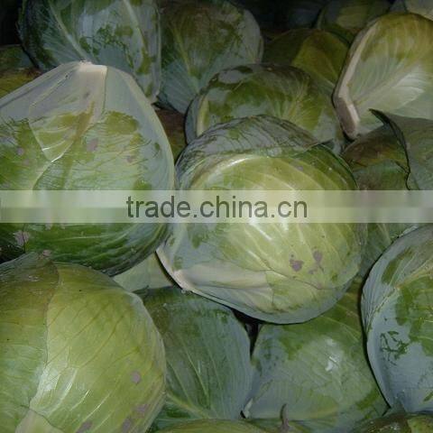 VIETNAM FRESH CABBAGE
