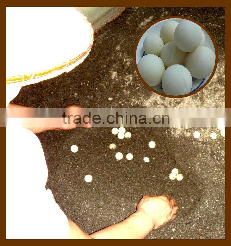 Taiwan Natural health Essence of Terrapin drink fine nutrition