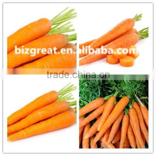 Supply fresh carrot with good quality for sale