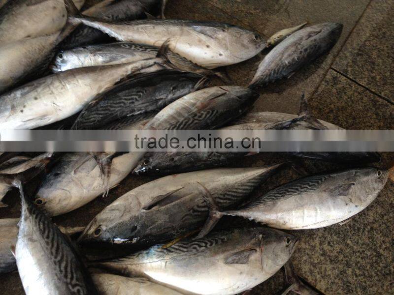 750g+ Frozen Whole Bonito newly caught in China