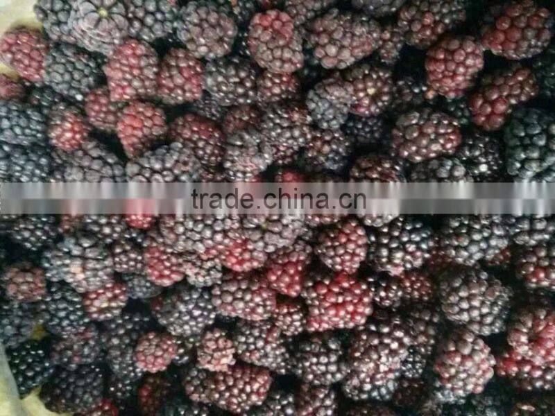 2016 Crop IQF Frozen Blackberry From China