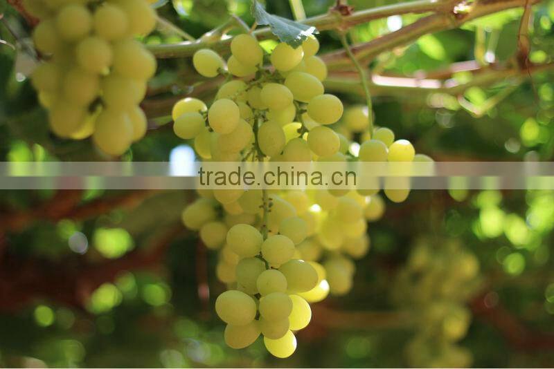 Seeded & seedless grapes