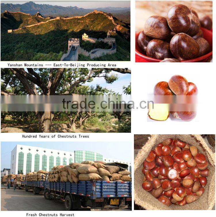 2015 new season hot sale sweet organic fresh chestnuts