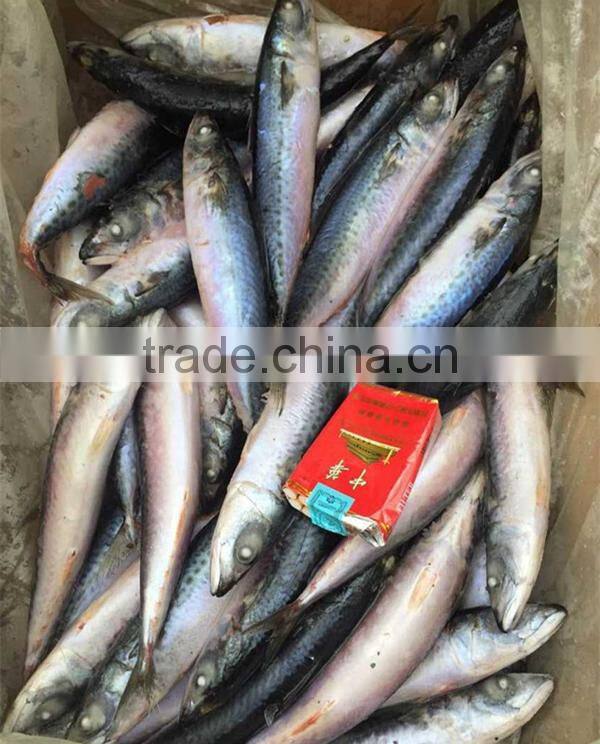 Whole Round Frozen Pacific Mackerel Prices fish