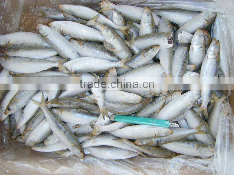 Frozen Wholesale Sardine Fish