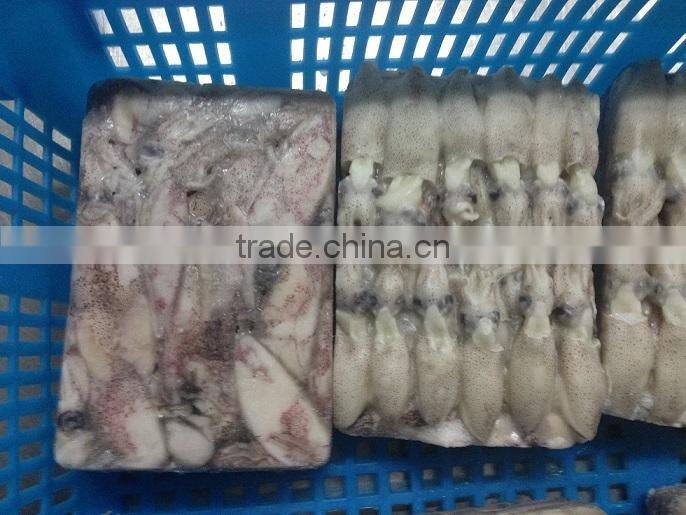 500g BQF Baby squid