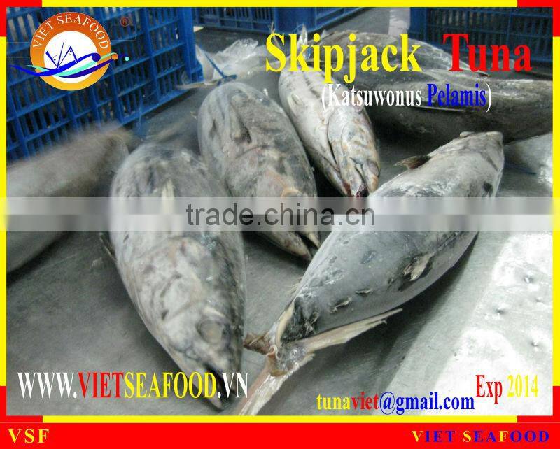FROZEN SKIPJACK TUNA WHOLE ROUND