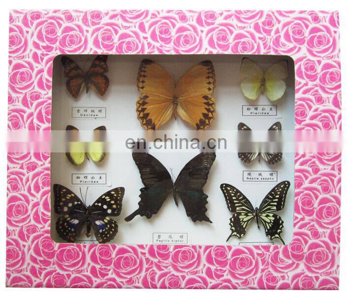 Dried real frame real butterfly