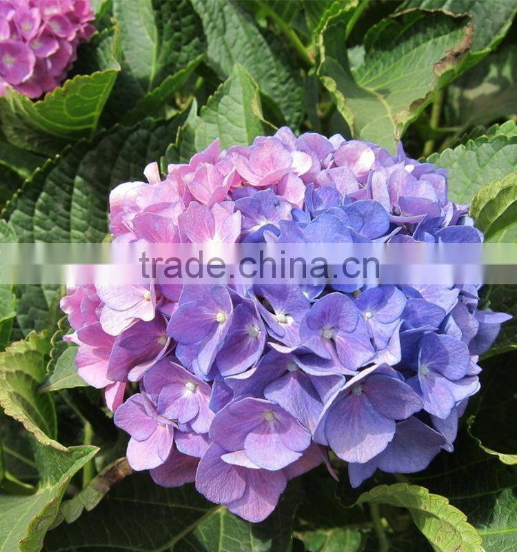Super quality hotsell real look hydrangea