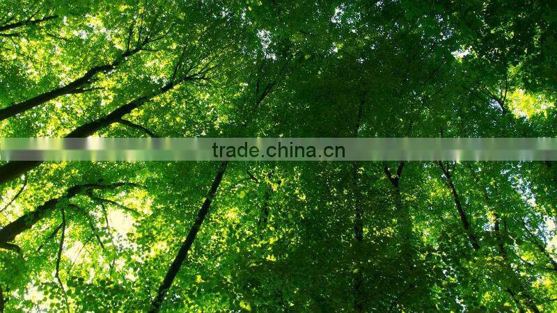 2014NEW white Biodegradable plastic T-shirt bag