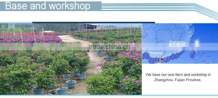 Bougainvillea for garden plant