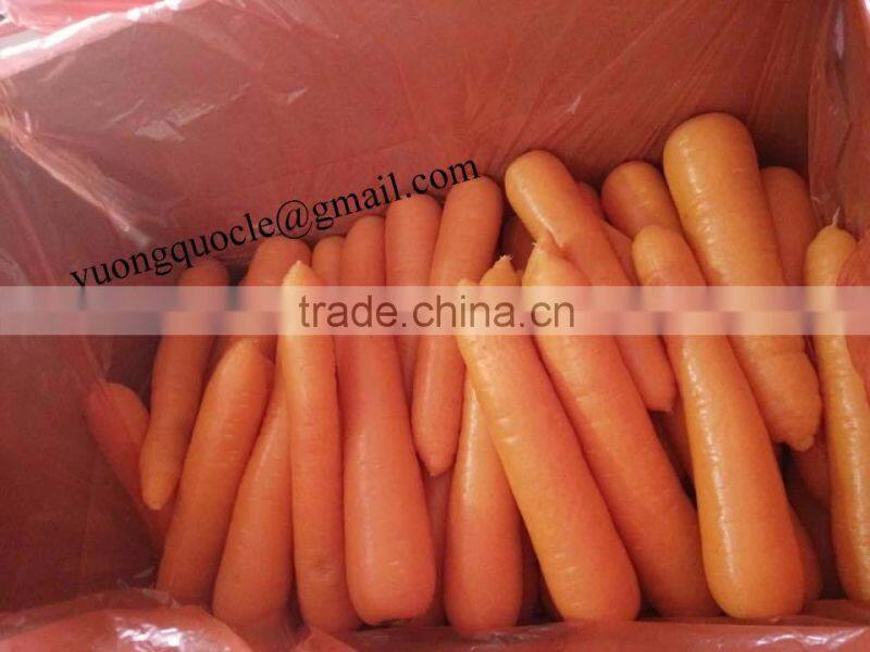 VIETNAM FRESH CARROTS CHEAP