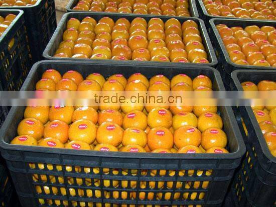 citrus fruit orange