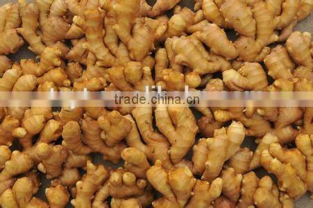 Chinese Fresh fat giant big natural mature ginger