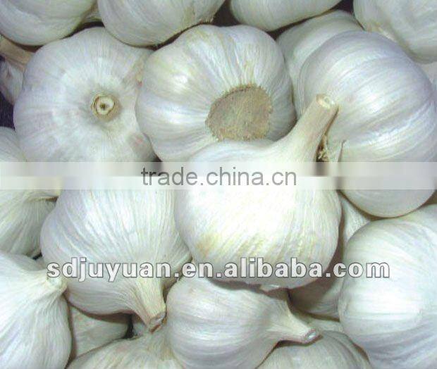 Chinese Garlic