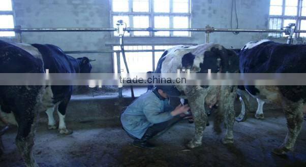 Cow Barn Automatic Milking Machine System