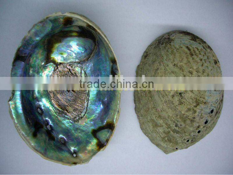 oval shaped abalone buttons for instruments