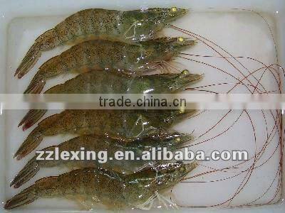 frozen vannamei shrimp