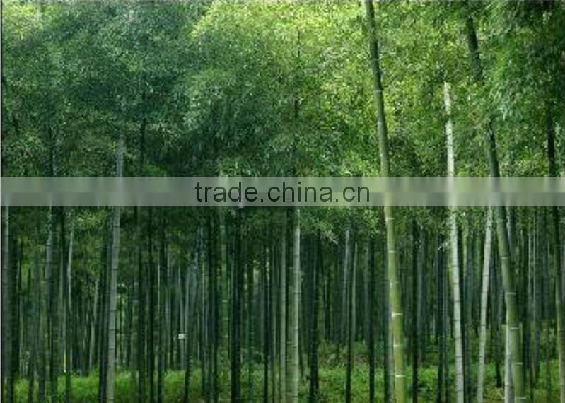 eco-friendly natural bamboo butter knife