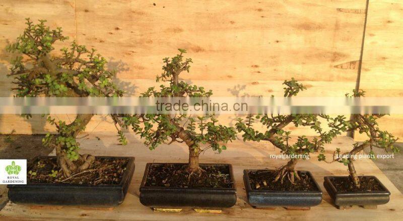 Portulacaria afra ( Jade plant) bonsai S shape