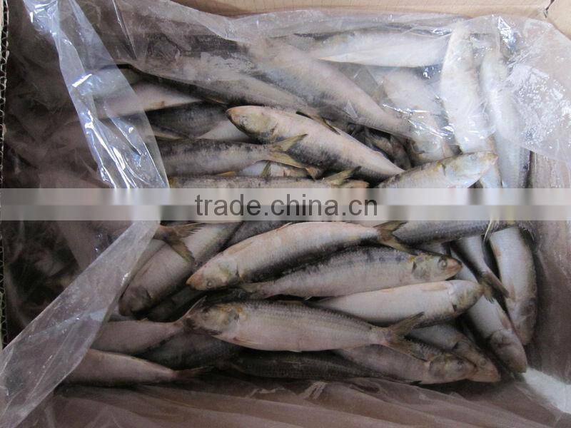 Block frozen sardine