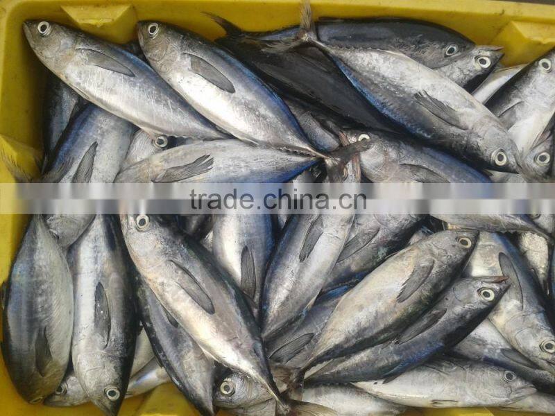IQF fresh frozen fish bonito tuna whole round