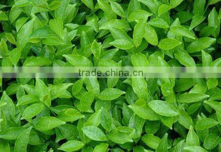 raw material 100 pure natural tea tree oil