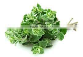 100% Pure Oregano Essential Oil