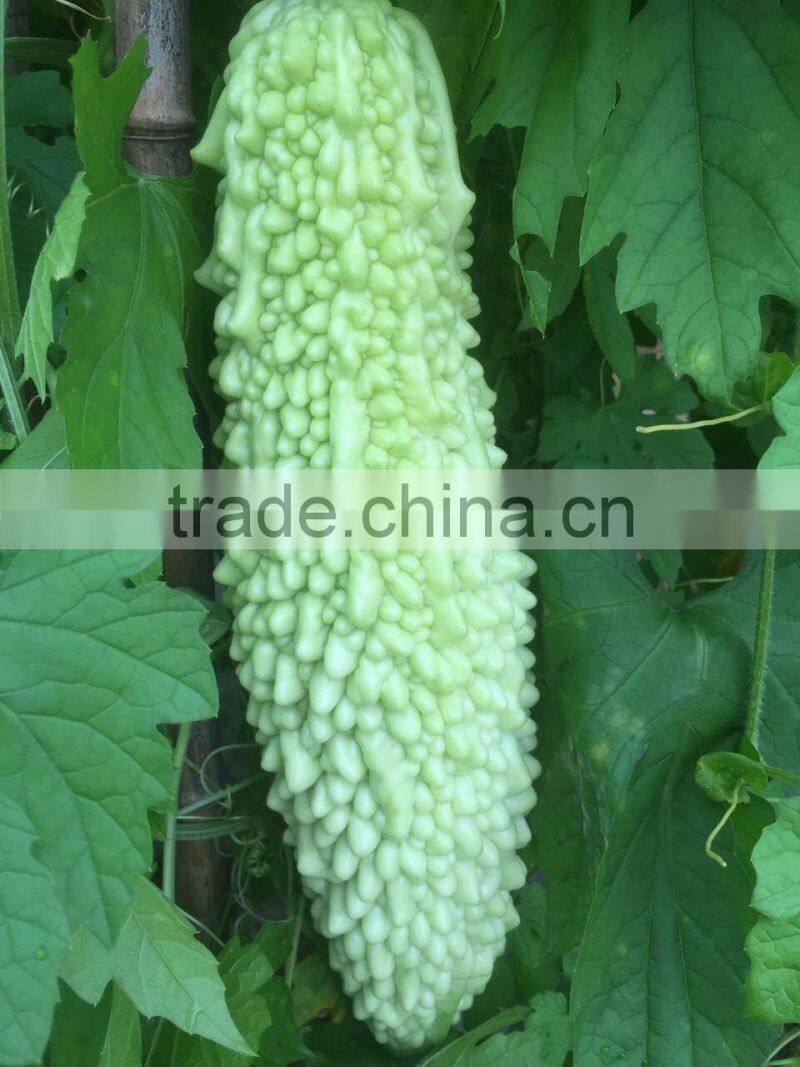2016 High quality Hybrid Bitter gourd seedsfor growing-Zheng Cui