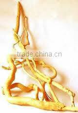 Kosher&GMP BNP Supply Tongkat Ali Capsule (tongkat ali extract)