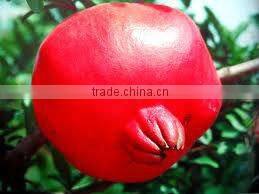 2014 High Quality pomegranate extract Ellagic Acid and Punicalagins-pomegranate juice bulk