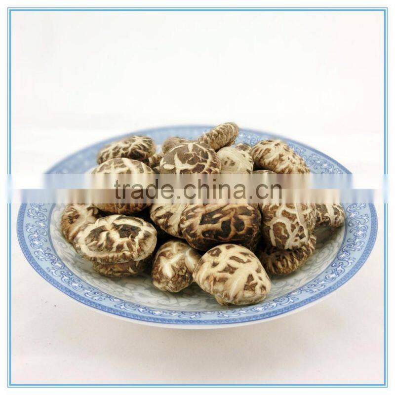 Winter Mushroom, Donko Shiitake Mushroom Spawn