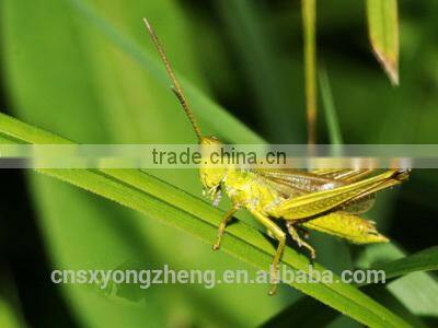 Freeze Dried Locusts For Sale