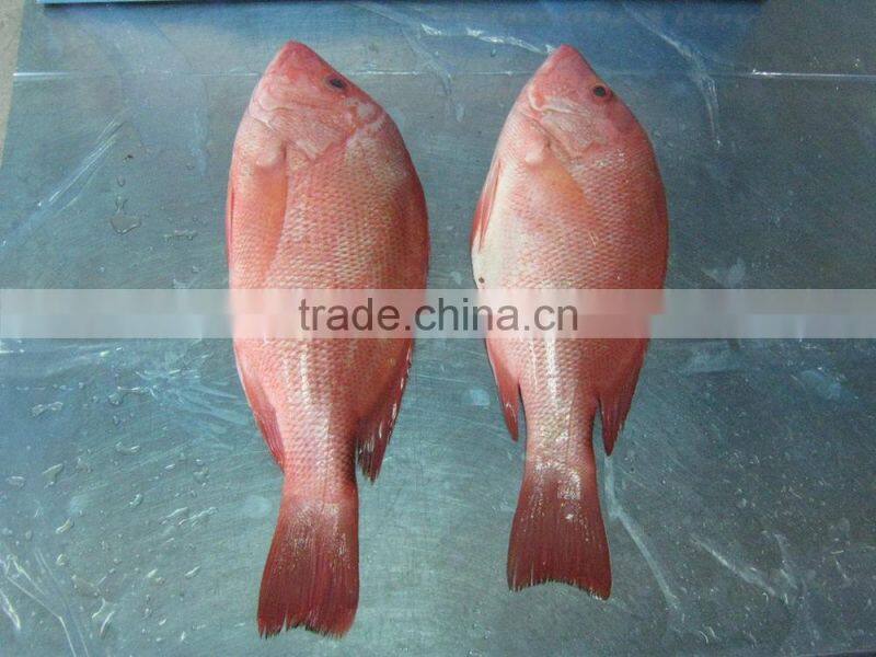 Frozen red snapper from Zhejiang of China